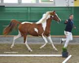 Europachampionat 2015